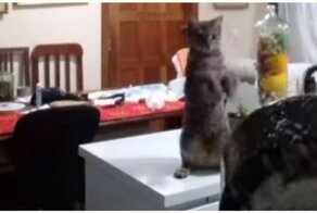 Кошка учит хозяйку мыть посуду