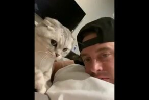 Хозяин кота запечатлел смешную реакцию питомца на попытку лизнуть его в ответ