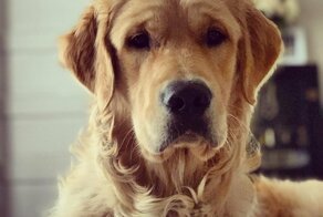 Золотистый ретривер забавно съезжает с горки