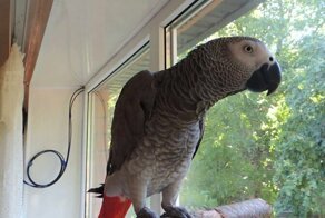 Блиц-опрос попугая Жако