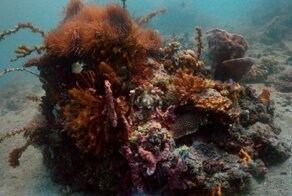 Ученые научились сохранять краски на подводных снимках