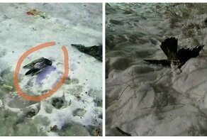 В карельском городе птицы погибали в полёте и падали на жёлтый от осадков снег