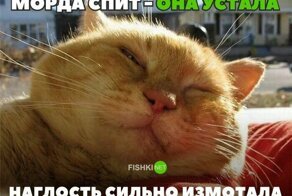 Веселые картинки