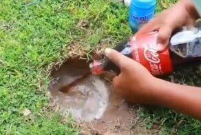 Как поймать рыбу с помощью драже Mentos и кока-колы: подробное видеопособие