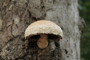 Грибы разные и уникальные: почему их называют разрушителями?