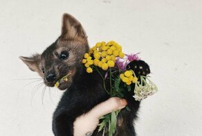 Девушка забрала соболя со зверофермы и рассказывала, каково жить с таким редким питомцем