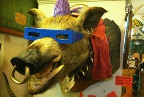 Кабаны из Италии устроили вечеринку с кокаином