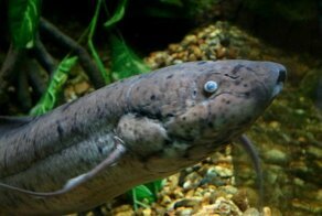 Где рыбу выкапывают как картошку