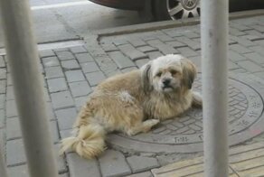 В Китае верная собака три года ждет умершего хозяина возле больницы