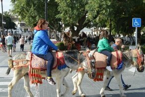 Испанских осликов спасут от толстых туристов