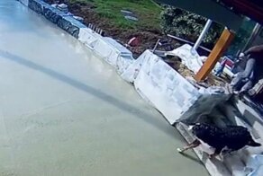Озорной пес не послушался хозяина и пробежался по свежезалитому раствору