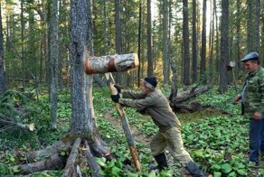 Как добывают кедровые орехи
