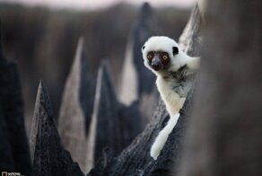 «Каменный лес» на Мадагаскаре