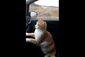 Забавная реакция домашнего кота на стадо коров
