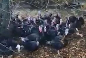 В Англии стая индеек устроила побег с птицефермы