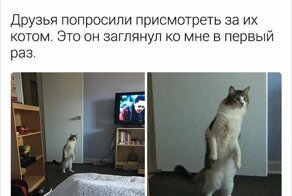 Подборка забавных твитов про котов для утреннего настроения