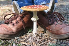 Незнакомые и ядовитые грибы: почему их нельзя уничтожать?