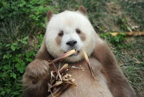 Единственная в мире коричневая большая панда взята на пожизненное содержание