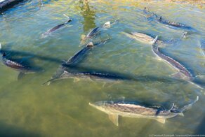 Как разводят осетровых в Астрахани