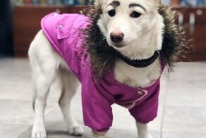 Собака с бровями как у Фриды Кало обрела дом