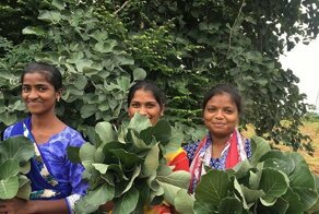 Видео: как в Индии делают тарелки из листьев