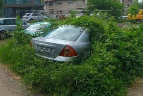 Такое не каждый день увидишь: в прятки играть нужно уметь