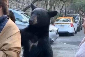 Любопытный медведь решил исследовать волосы туристки
