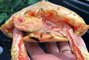 Черепахи, которые похожи на огнедышащих драконов