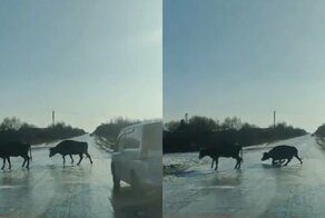 Коровы на льду! В Приамурье на видео засняли страдания бурёнок