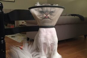 Коты, которые нас удивили