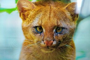 Она думала, что спасла милого котенка, а оказалась это ягуарунди