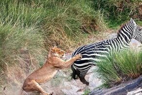 Зебра ловко увернулась от клыкастой львицы