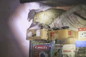 Леопард забежал в жилой дом преследуя собаку