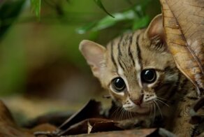 Самая маленькая дикая кошка на планете - само очарование!