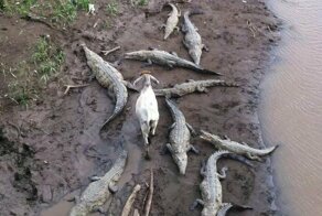 Грачи обнаглели: животные, которым все до фонаря