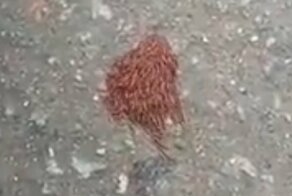 Как мигрируют многоножки