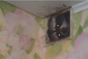 В Воркуте забравшийся в вентиляцию енот ходит в гости к жителям дома