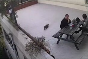 Кот решил поймать птичку, но потерпел неудачу