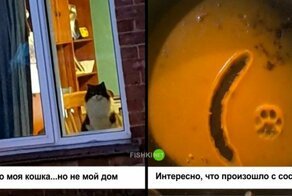 40 забавных случаев из жизни кошек