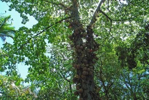 Дерево пушечных ядер (11 фото)