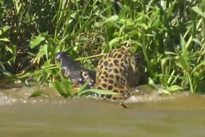 Смертельную схватку ягуара и каймана сняли на видео