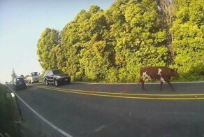 Неспешно прогуливающаяся по дороге корова создала крупную пробку