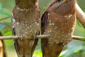 Намешалось