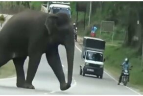 Сообразительный слон сломал забор, находящийся под напряжением