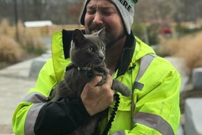 Кот вернулся к хозяину благодаря микрочипу