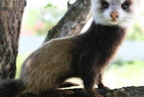 70 милых созданий из войлочной шерсти от русской художницы