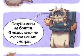 Гайд по кошкам