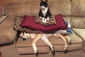 14 котов и кошек, которые сделали эту неделю немного лучше
