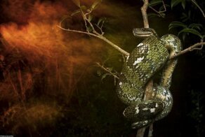 Победители конкурса фотографии Британского экологического общества - 2019