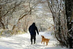 Что помогает собакам не замерзать зимой?